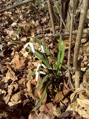 Galanthus nivalis.