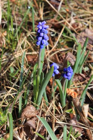 Muscari botryoides
