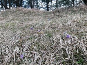 Pulsatilla subslavica - RJ_Baranová
