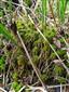 Sphagnum sp.