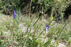 3 CKN 2417 Hostovice Gentiana pneumonanthe