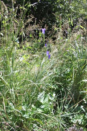 5 CKN 2417 Hostovice Gentiana pneumonanthe