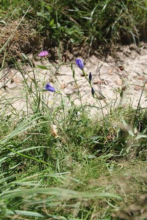 6 CKN 2417 Hostovice Gentiana pneumonanthe.