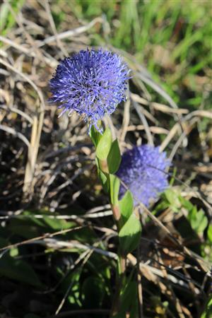 Globularia punctata