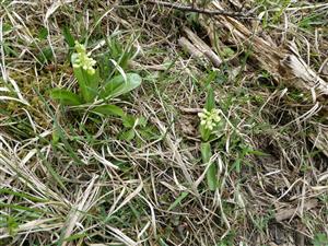 Orchis pallens