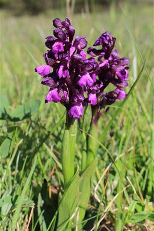 Orchis morio