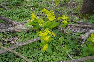 Smyrnium perfoliatum pri Stupave.