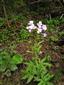 Cardamine bulbifera