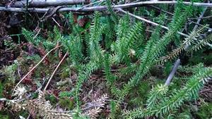 Lycopodium annotinum