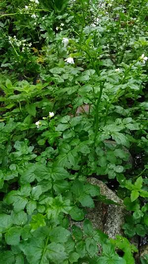 Cardamine amara