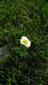 Anemone alpina (syn.)