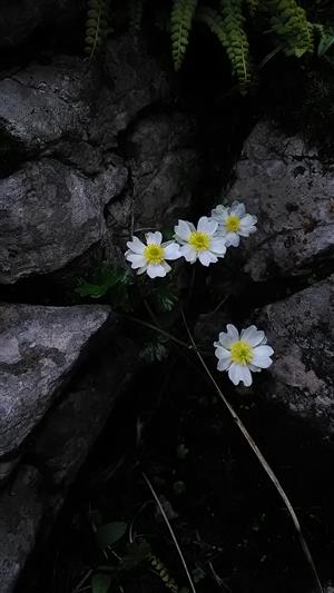 ranunculus alpestris