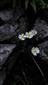 ranunculus alpestris