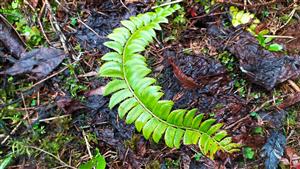 polystichum