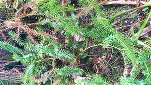 Lycopodium annotinum