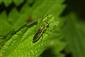 Rhogogaster viridis (Linnaeus, 1758)