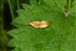 Eulia ministrana (Linnaeus, 1758)