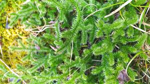 lycopodium