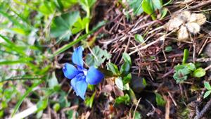 gentiana