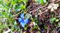 gentiana