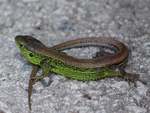 Lacerta agilis