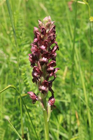 Orchis coriophora