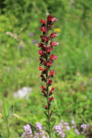 Echium russicum
