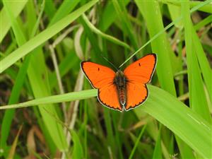 Lycaena dispar.