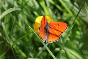 Lycaena dispar.