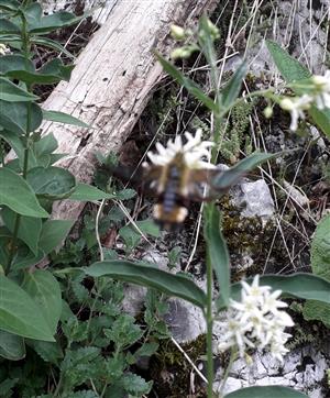 Hemaris sp.