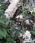 Hemaris fuciformis (Linnaeus, 1758)