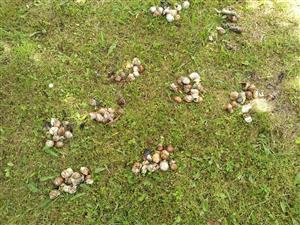 zive jedince Helix pomatia TMLRuske032