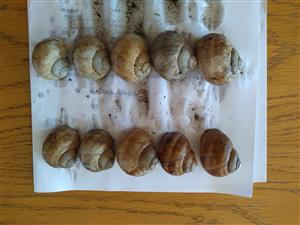 recentné a subrecentné jedince Helix pomatia