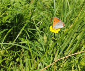 Lycaena dispar