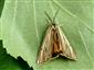 Spiris striata (Linnaeus, 1758)