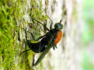 Clitellaria ephippium