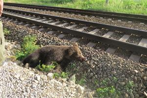 medveď usmrtený vlakom