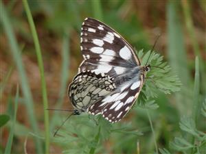 melanargia galathea