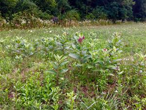 Asclepias syriaca 2