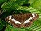 Limenitis camilla (Linnaeus, 1764)