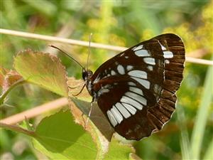 Neptis rivularis