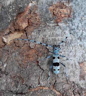 Rosalia Alpina, foto: M. Dobrota