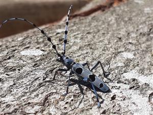 Rosalia alpina, Veľká Fatra. M. Apfelová