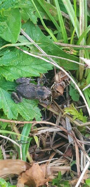 Bufo bufo juvenil