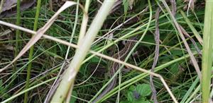 Lacersta agilis