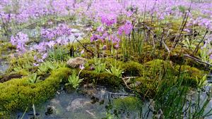 Primula farinosa