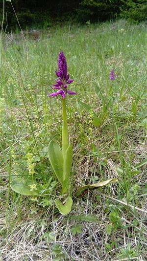 Orchis mascula subsp. signifera
