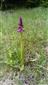 Orchis mascula subsp. signifera