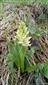 Dactylorhiza sambucina