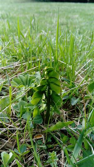 Botrychium lunaria